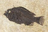 Framed Fossil Fish (Cockerellites) - Wyoming #147187-1